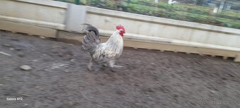 Predám mladé kohúty - 6