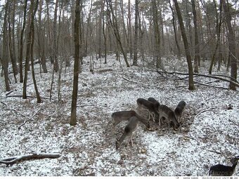 Predam Fotopaascu - 6