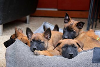 Belgický ovčák Malinois s PP po Edward Ad-Gür - 6