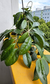 rastlina Hoya carnosa (voskovka) - 6