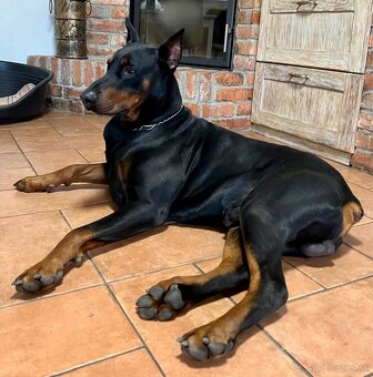 Doberman Šteniatka - 6