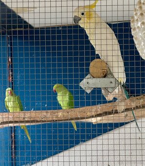 Alexander malý (zelený, žltý) a čínsky - 6