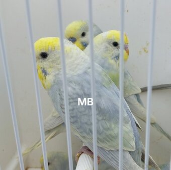 Dúhové andulky - 6