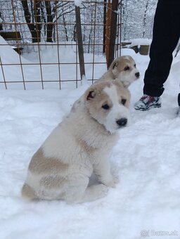 Stredoázijský ovčiak - 6