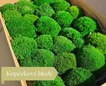 Stabilizovaný mach - 6