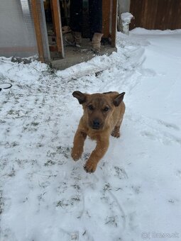 Darujem šteniatko - 6