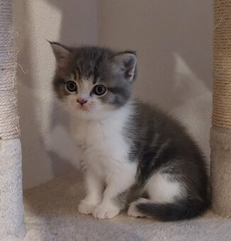 Britské mačiatka - 6