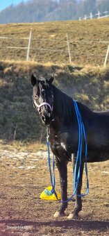 Predam 6r. kobylku - 6