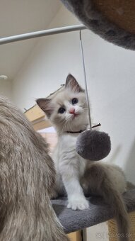 Ragdoll s PP - 6