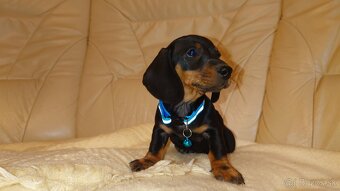 Jazvečik trpasličí hladkosrsty králičí psík - 6