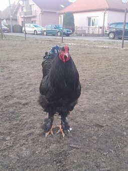 Brahmanka veľká - 6