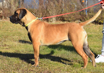 BOERBOEL BALLOTADA -2 FENY-10 MĚSÍCŮ-garance DKK,DLK,OCD - 6
