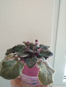 Panašovanu africká fialka (Saintpaulia variegata) - 6