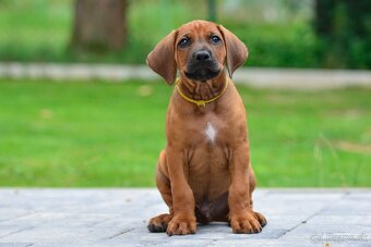 Štěně rhodéského ridgebacka - pes s PP - 6