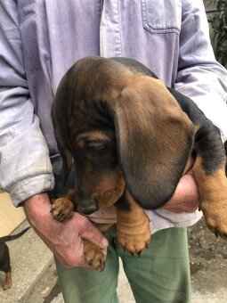 Jazvečík standard šteniatka - 6