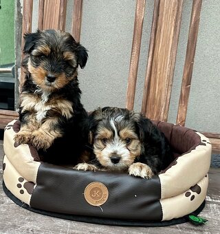 Yorkshire terrier - 6