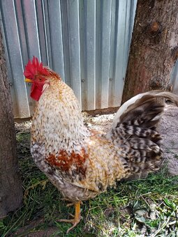 Zelene nasadove vajicka - 6