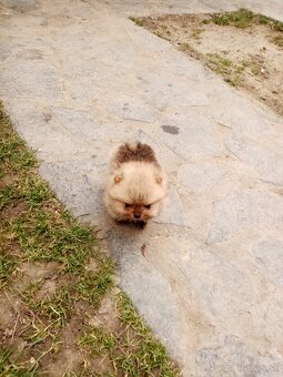 Oranžový špic - pomeranian - 6