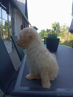 Pudel,trpasliči pudlik - 6