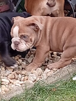 Anglicky buldog-steniatka - 6