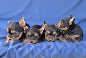 Yorkshirsky terier - 6