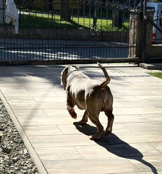 American bully xxl - 6