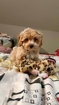 Caramell Maltipoo = Pudel + Maltese - 6