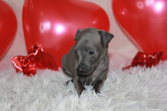 Taliansky chrtík - 6