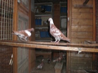Poštové holuby Meulemans - 6