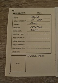 Darujem dvoch kocúrkov - 6