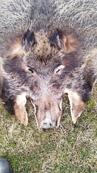 Predám vypracovanu kožu zlatého diviaka parožie zhody trofej - 6