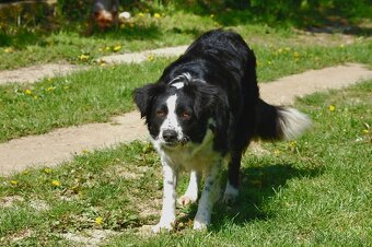 Šteniatko Border kólia - 6