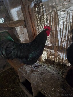 Predam mladych kohutov - 6