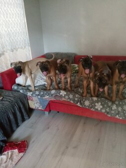 Bulmastif šteniatka🥰 - 6