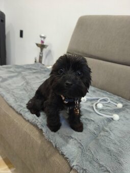 Black Yorkshire terrier - 6