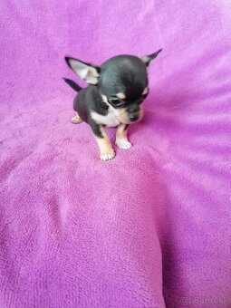 Čivava krátkosrstá - 6