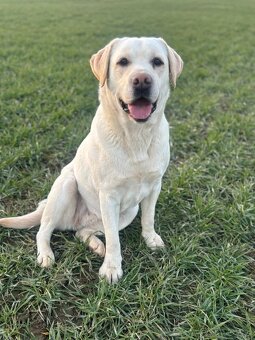 Labrador retriever - 6