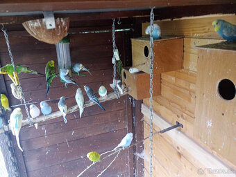 predám andulky a zebričky - 6