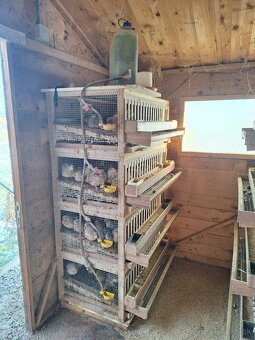 Odchovne, klietky, liaheň, prepelice japonské - 6