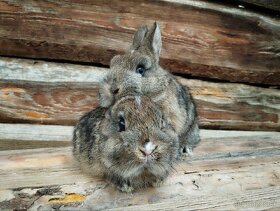 Zakrslé králiky-zajačiky - 6