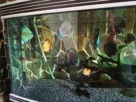 Akvarium komplet s rybami aj s prislusenstvom - 6