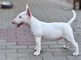 Miniatúrny bullterrier/ bullterier/bulterier - 6
