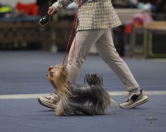 YORKSHIRE TERRIER s PP rodokmenom - yorkshirsky terier - 6
