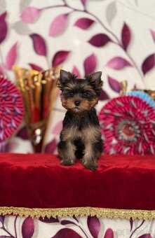 Yorkshire terrier, york - 6