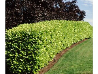 Vavrínovec lekársky Novita (Prunus laurocerasus Novita) - 6