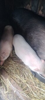 Vietnamske odstavčata - 6