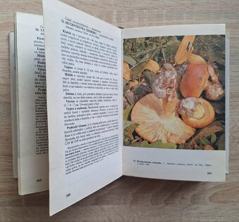 Huby lesov, poli a luk - 6