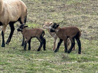 Predám Kamerunske jahňatá - 6