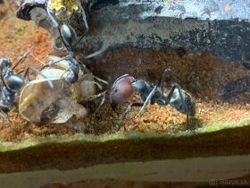 Mravce - Camponotus singularis - 6