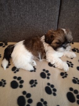 Psy shih-tzu - 6
